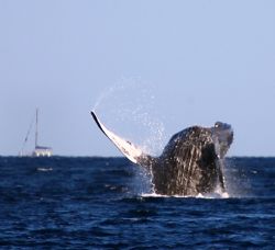 "Backflop". Photo of Humpback Whale taken in Maui, HI. Ch... by Mathew Cook 